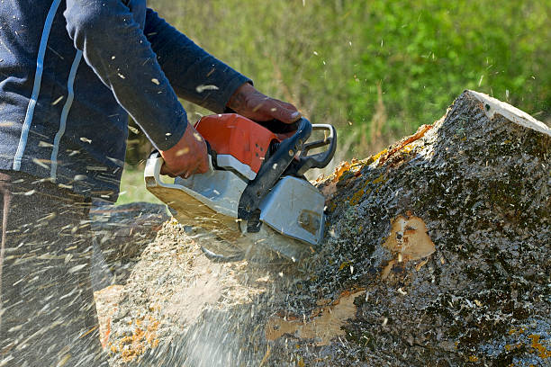 How Our Tree Care Process Works  in  New Square, NY